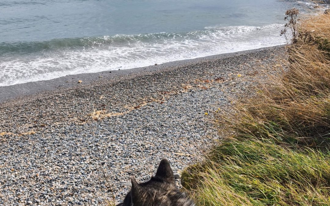 House Sitting&nbsp;: Voyager vers l&rsquo;Après-Effondrement